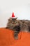 Siberian pedigree cat with red santa hat, vertical format