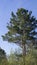 Siberian pine, a beautiful tall coniferous tree with widely spaced branches