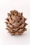 Siberian pine cone