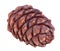 Siberian pine cone