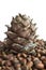 Siberian pine cone and nuts