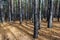 Siberian Pine Tree Forest