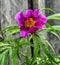 Siberian pink wild  peony flower Paeonia anomala - medicinal plant