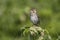 Siberian Pipit that sits on a cow parsnip summer sunny