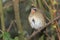 Siberian rubythroat