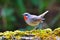 Siberian Rubythroat Bird