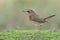 Siberian rubythroat charming brown bird perching stepping on soft green grass in morning with water drops in