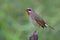 Siberian rubythroat Luscinia calliope with red feathers on its chest smartly perching on wooden pole over fine green grass in