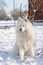 Siberian Samoyed dog in the snow