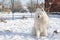 Siberian Samoyed dog in the snow