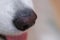 Siberian Samoyed nose macro