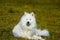 Siberian Samoyed, White husky dog