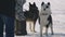 Siberian sled dogs