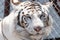 Siberian Snow tiger in zoo, white and brown fur, sitting outside in sun,