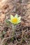 Siberian snowdrop in the grass. The first spring forest flower.