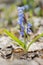 Siberian Squill