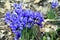 Siberian Squill