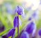 Siberian squill on field, spring nature background