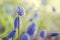 Siberian squill on field, spring nature background