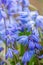 Siberian squill Scilla siberica, flowering icy-blue