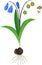 Siberian squill or Scilla siberica plant with green leaves, blue flowers, fruits and root system