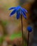 Siberian squill, wood squill - Scilla Siberica