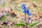 Siberian squill, wood squill, Scilla siberica meadow plant with blue blossom in grass. Spring flower background