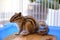 Siberian squirrel in cage at home. Pet and animal concept