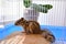 Siberian squirrel in cage at home. Pet and animal concept