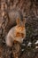 Siberian squirrel sitting on the branch eating sunflower seeds