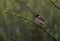 Siberian stone chat sitting on the branches of tree in morning light at wildlife conservation of wetlands of pakistan