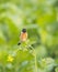 Siberian stone chat sitting on the mustard flower leaf in morning light in wildlife and wetlands areas of punjab Pakistan