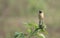 Siberian stone chat sitting on the sunflower in wildlife and wetlands areas of punjab Pakistan