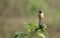 Siberian stone chat sitting on the sunflower in wildlife and wetlands areas of punjab Pakistan