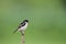 Siberian Stonechat