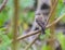 Siberian Stonechat female bird perching on reed plant