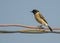 Siberian Stonechat isolated perching on cables