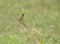 Siberian Stonechat Saxicola maurus perching the maize crop plant