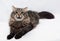 Siberian striped cat lying stretched out on the tail of gray