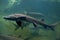 Siberian sturgeon (Acipenser baerii).