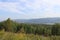 Siberian summer green forest. Krasnoyarsk region.