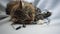 A Siberian tabby cat lying in wires of headphones