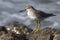 Siberian Tattler that stands on rocks in the surf autumn