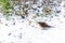 Siberian thrush in winter snow