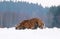 Siberian tiger ambush for prey - Panthera tigris altaica