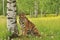 The Siberian tiger Amur tiger - Panthera tigris altaica