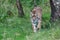 Siberian Tiger or Amur Tiger walking around his territory