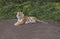 Siberian Tiger or Amurtiger relaxing in the sun looking into the camera. The Siberian tiger is a Panthera tigris tigris population