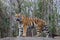 Siberian Tiger- Bronx Zoo New York