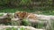 Siberian tiger chews on prey